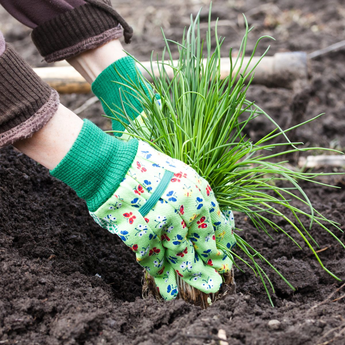 woman's hands planting chives in garden in early spring