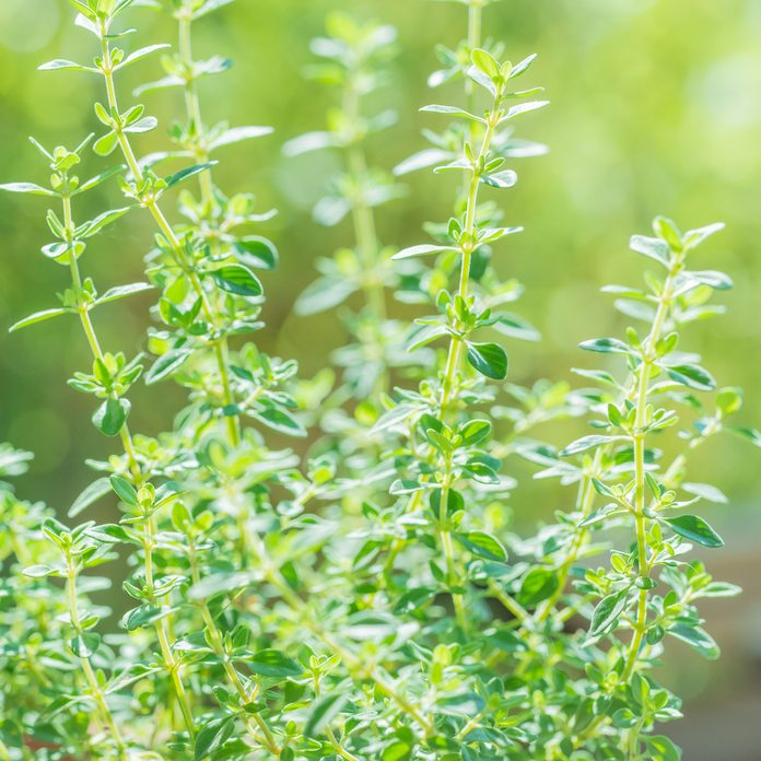 Fresh thyme herb growing in sun ligh