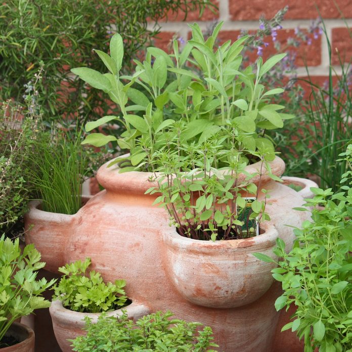 herbs in pots