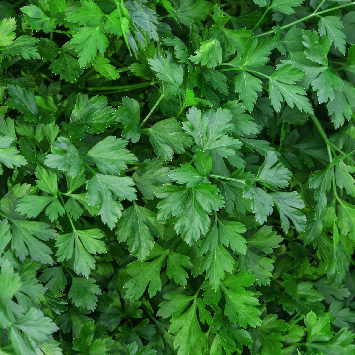 Green parsley in the garden close up
