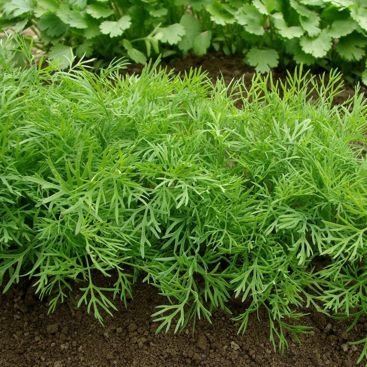 dill growing in a vegetable bed