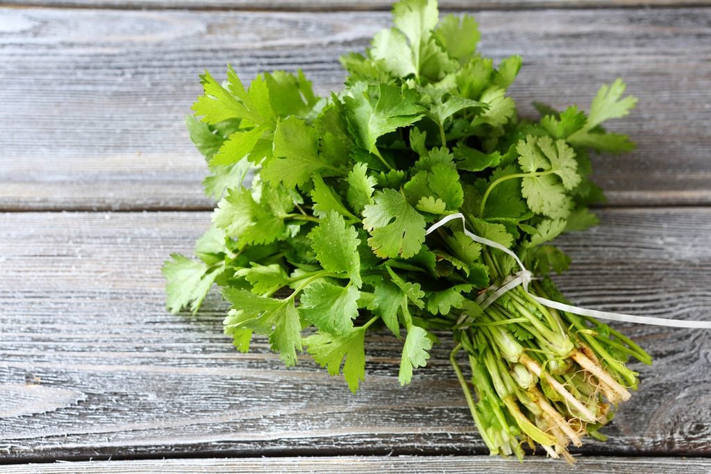 bunch of fresh cilantro on the boards, fresh herbs; Shutterstock ID 230800417