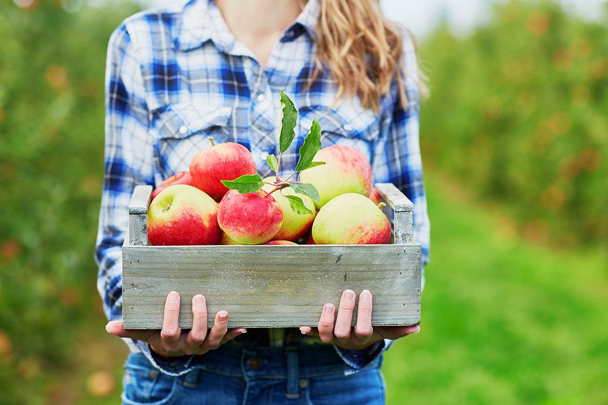 https://www.tasteofhome.com/wp-content/uploads/2017/08/apple-picking-season-freshly-picked-apples_shutterstock_447340201.jpg