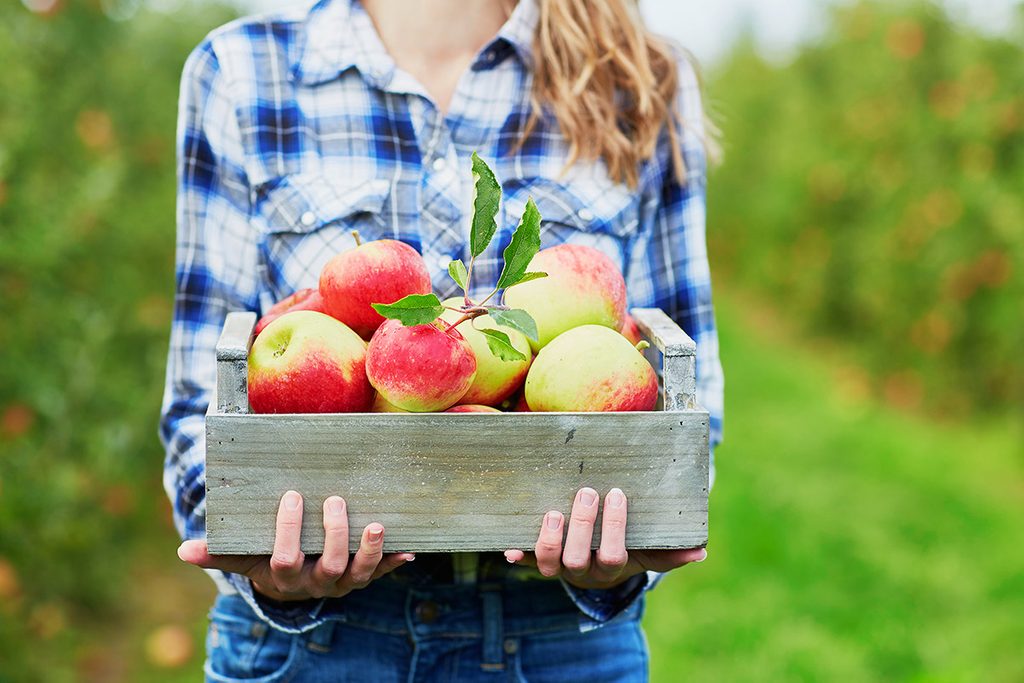 Woman hands holding a crate with fresh ripe organic apples on farm
