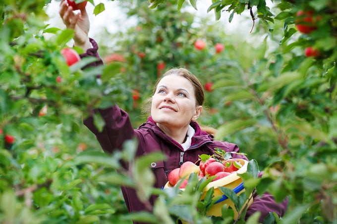 Young woman picking red apples in an orchard