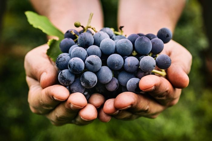 Farmers hands with freshly harvested black grapes.