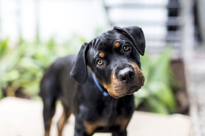 Rottweiler puppy looking to camera with head tilted