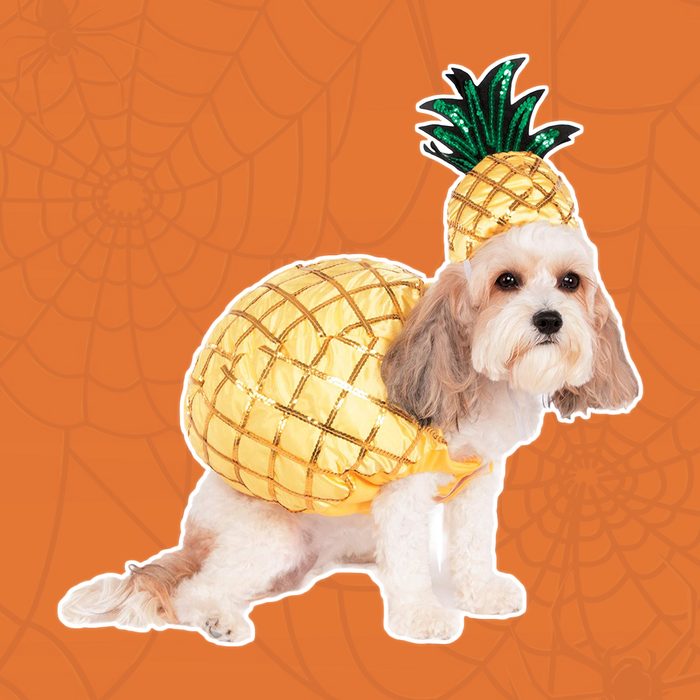 Pineapple puppy