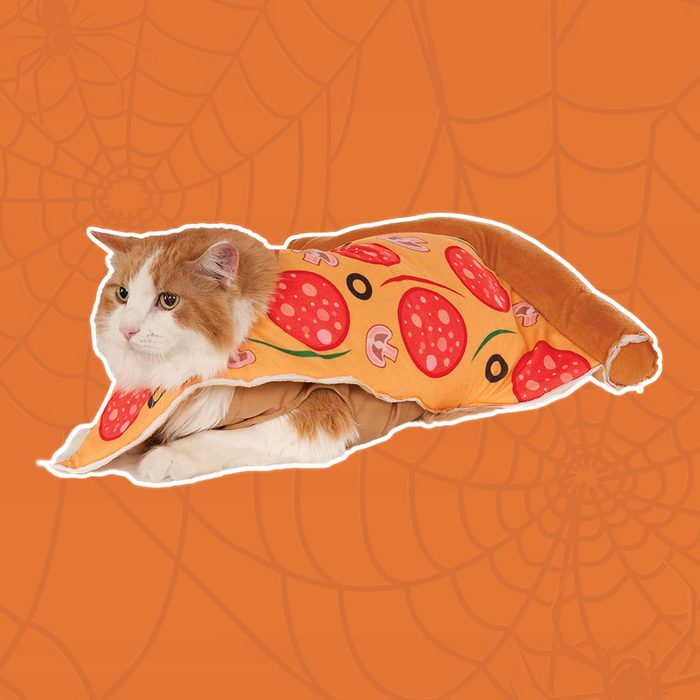 Pizza cat