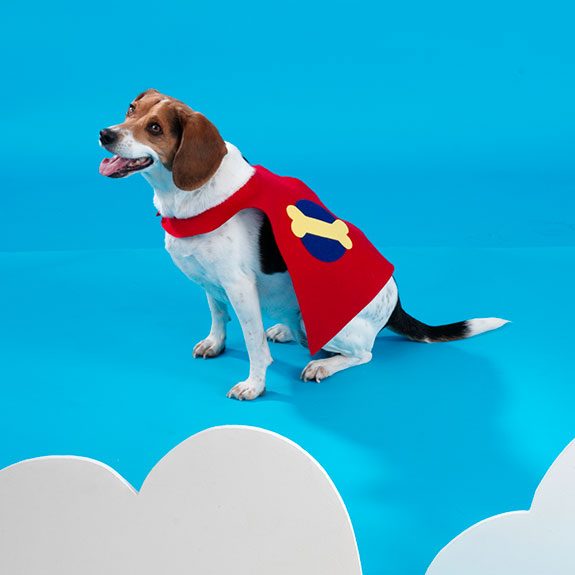 White and brown dog in a red cape with a bone on it