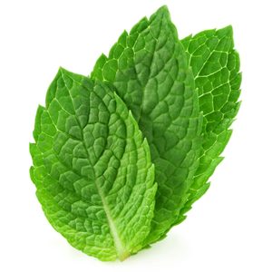 three fresh mint leaves isolated on white background.