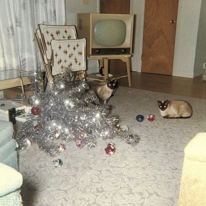 Fallen Christmas tree beside two cats