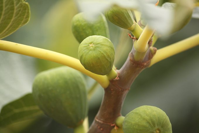 Fig plant. Figs are rich in nutrition with antioxidants, vitamins, and phytonutrients.