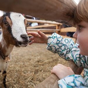 A young girl feeding goat.