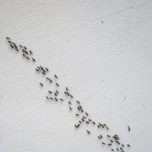 Overhead view of the chain of ants, which moves in the light of the rough plaster wall
