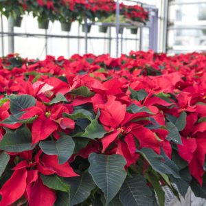Red Poinsettias in Pots on Display in a Garden Center