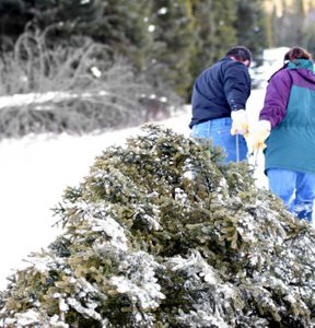 couple pulling Christmas tree out of the forest