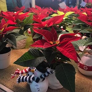 Poinsettia plants with festive snowman vases