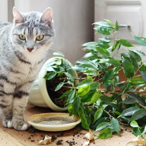 Cat dropped houseplant; plants; cats; lemons