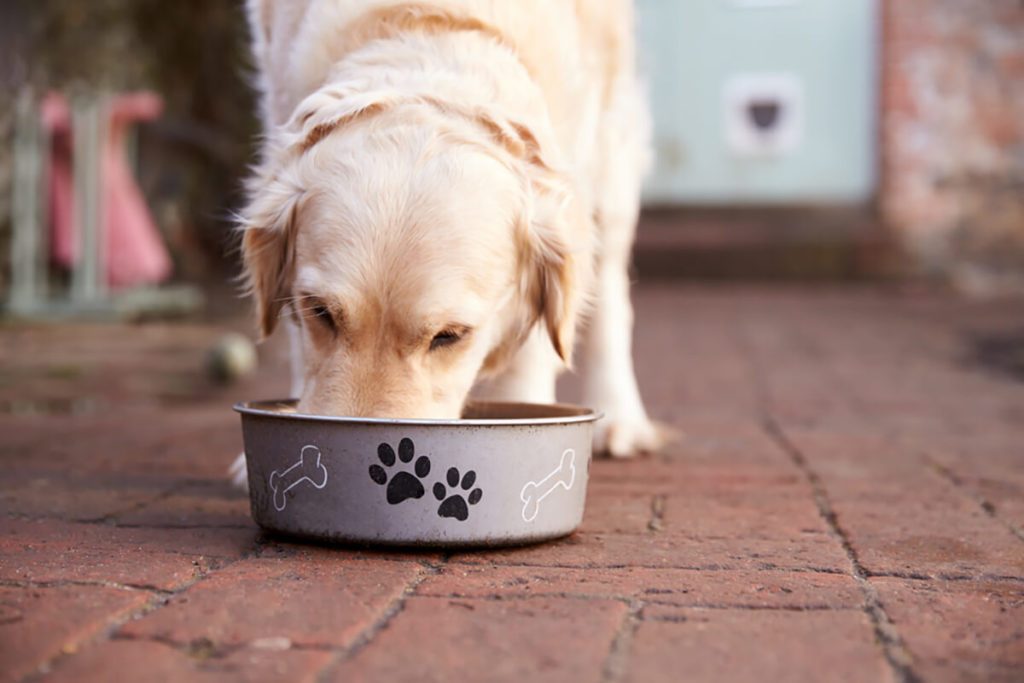 How To Make Healthier Homemade Pet Food Taste Of Home