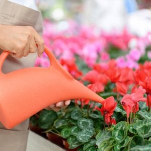 Involved in work. Close up of water pot in hands of professional florist watering flowers while doing his job; 
