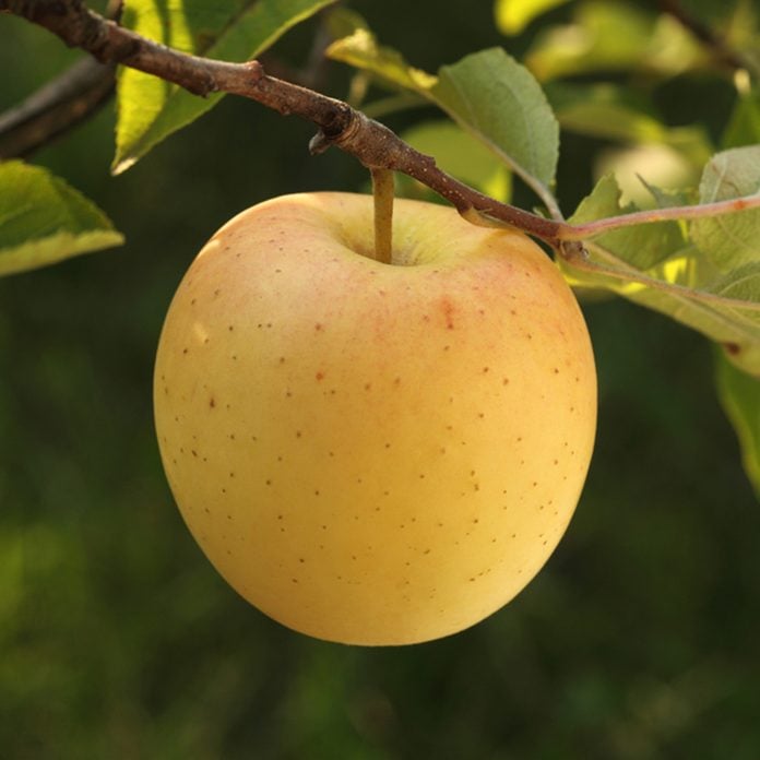 Golden delicious apple growing on the apple tree branch; Shutterstock ID 330993050; Job (TFH, TOH, RD, BNB, CWM, CM): TOH
