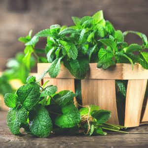 Mint. Bunch of Fresh green organic mint leaf on wooden table closeup. Selective focus. Peppermint in small basket on natural wooden background