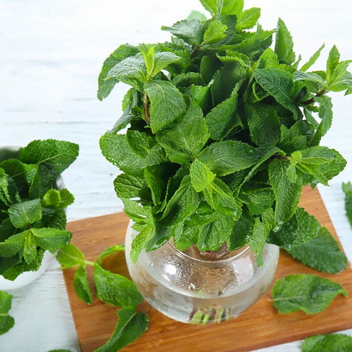 Composition with fresh mint on light wooden table