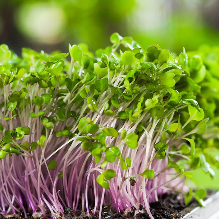 Group of green and purple sprouts growing out from soil