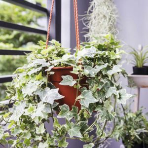 Home and garden concept of english ivy plant in pot on the balcony