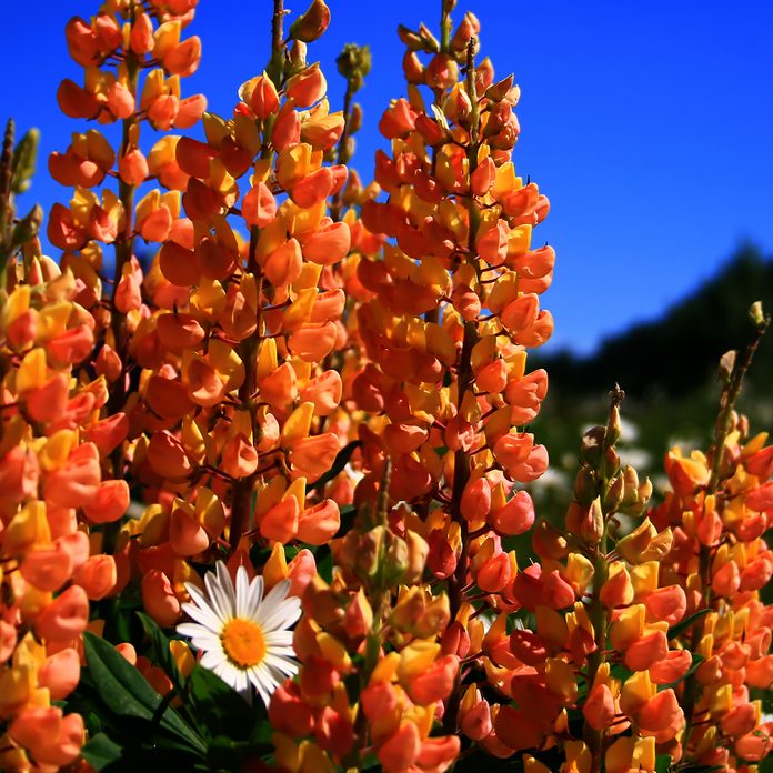 Wild foxglove growing in high mountain meadow in Idaho