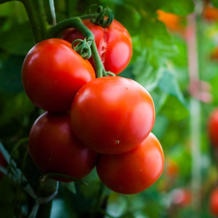 Ripe organic tomatoes in garden ready to harvest; Shutterstock ID 591110372