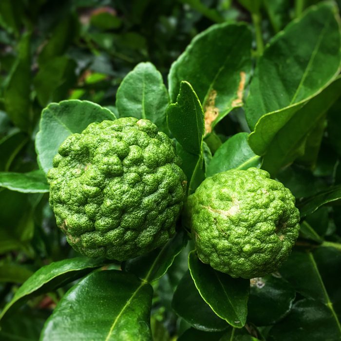 Green bergamot or Kaffir lime on tree.; Shutterstock ID 1029418996