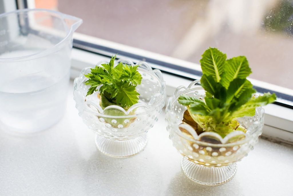showing how to regrow celery and greens on a windowsill at home