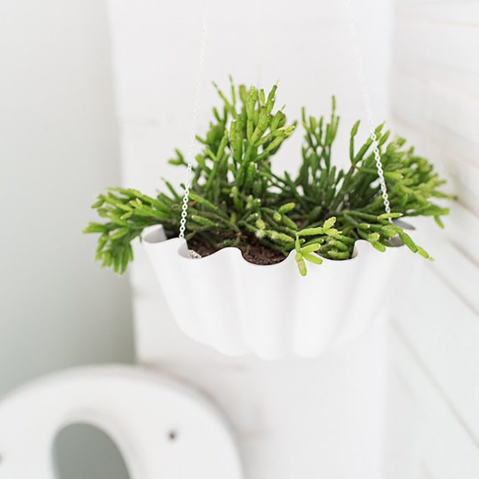 bundt pan planter