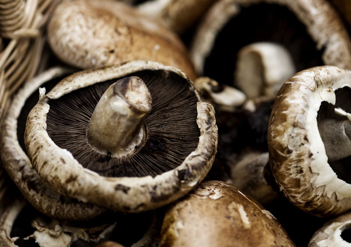 Portobello mushroom