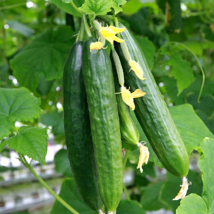 Long cucumbers on a branch in a greenhouse