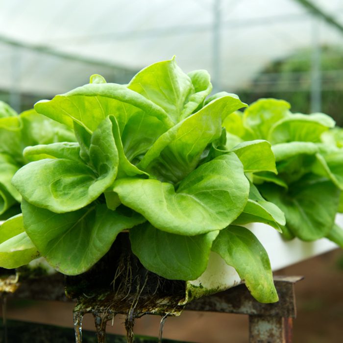 Hydroponic butterhead lettuce growing in a greenhouse