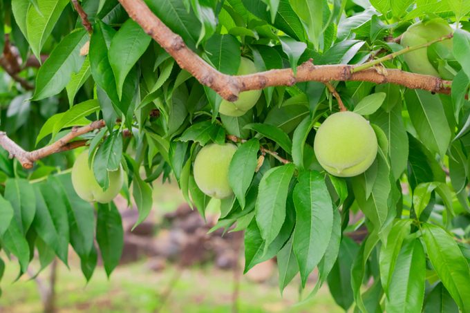 Peach farm in early summer