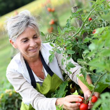Senior woman picking tomatoes from vegetable garden