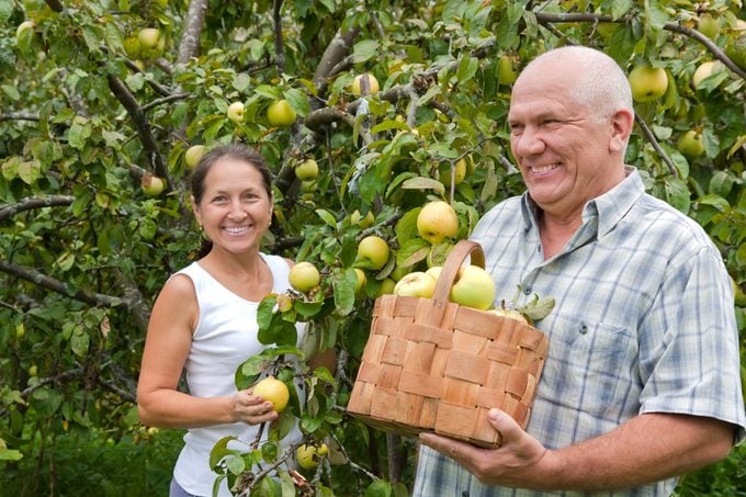Happy mature man and woman in apple garden.