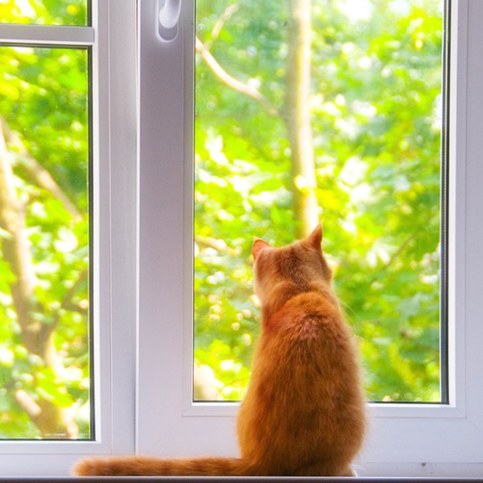 red cat on the window