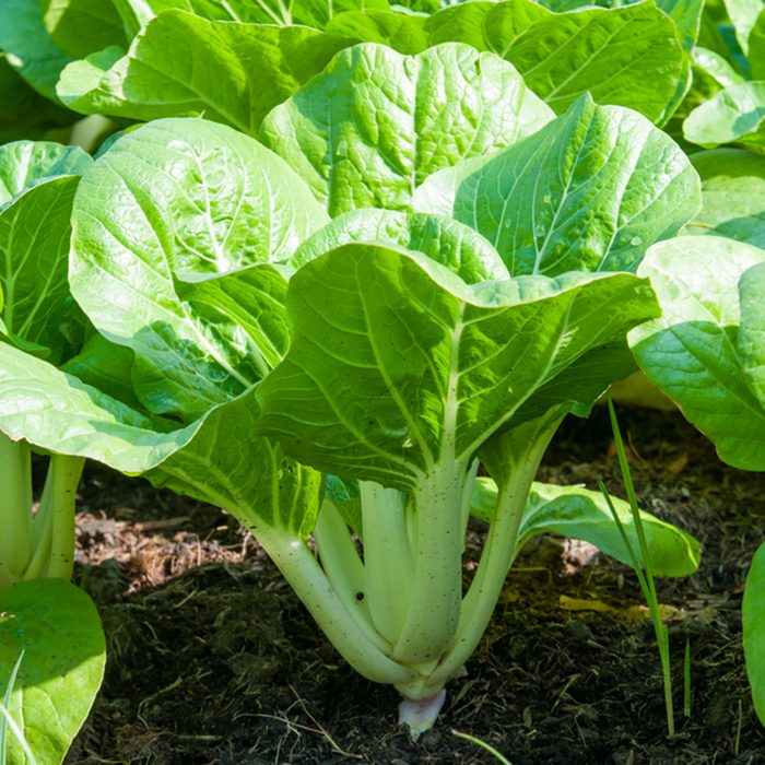 fresh green bok choy