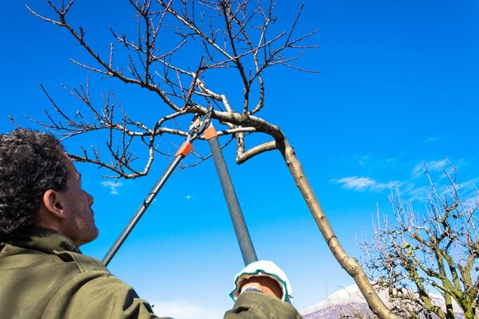 man pruning tree