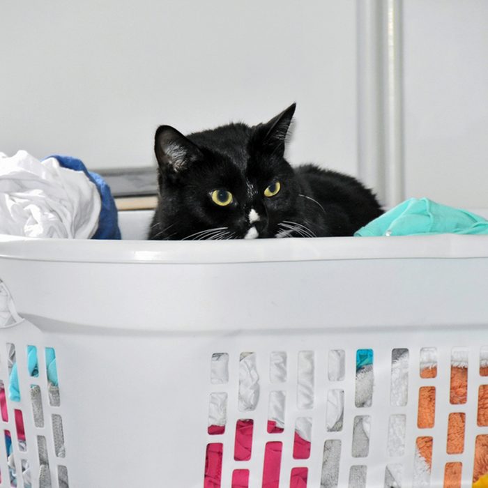 black cat in white laundry basket with clean clothing