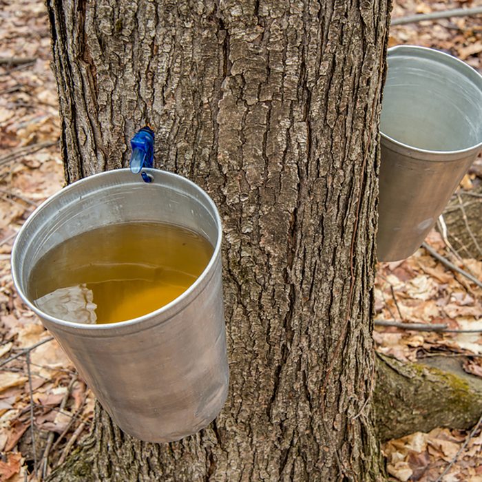 Pail used to collect sap of maple trees to produce maple syrup in Quebec
