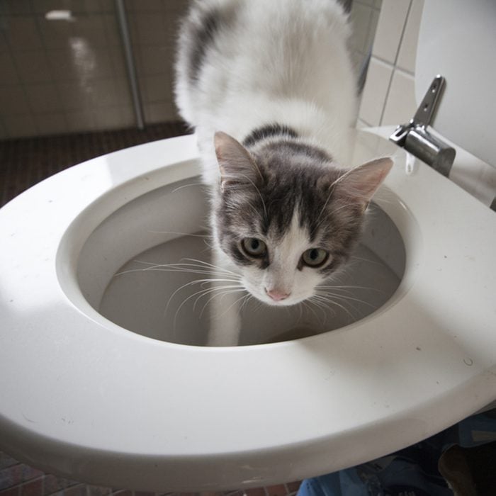 White and grey cat drinking in the toilet bowl in a bathroom