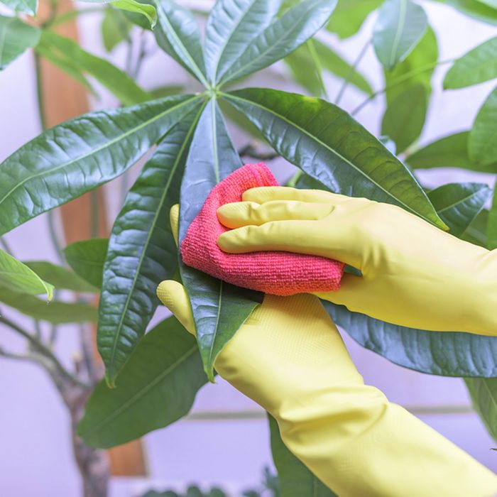 Female hands in gloves wipe dust from houseplants.
