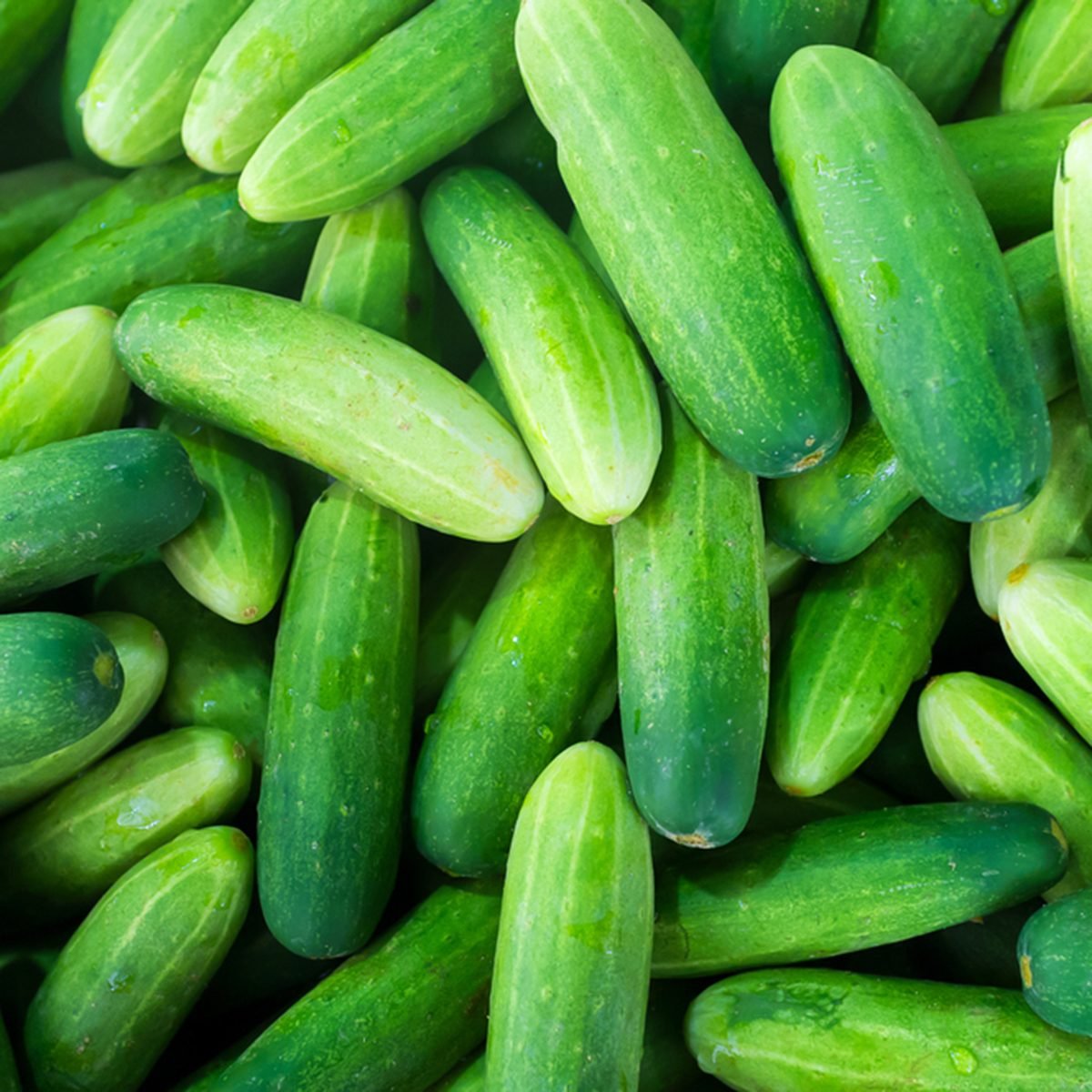 6-popular-cucumber-varieties-and-how-to-use-them