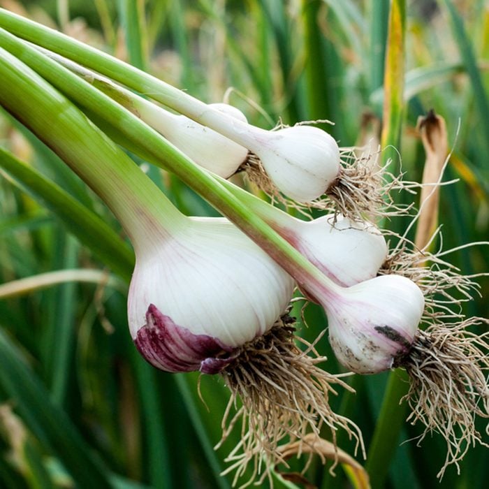 Garlic field in the landscape